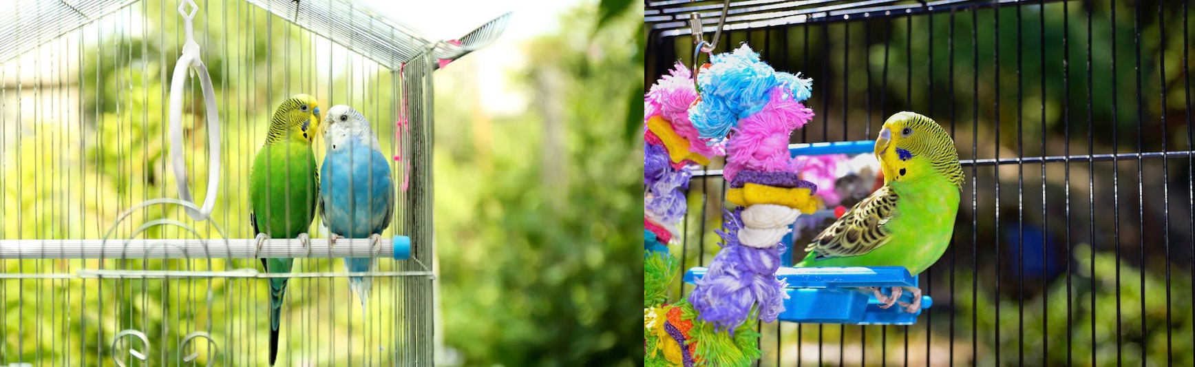 Oiseau Fournitures Soldes 9 Oiseau Fournitures Soldes -Oiseau Fournitures Soldes 1