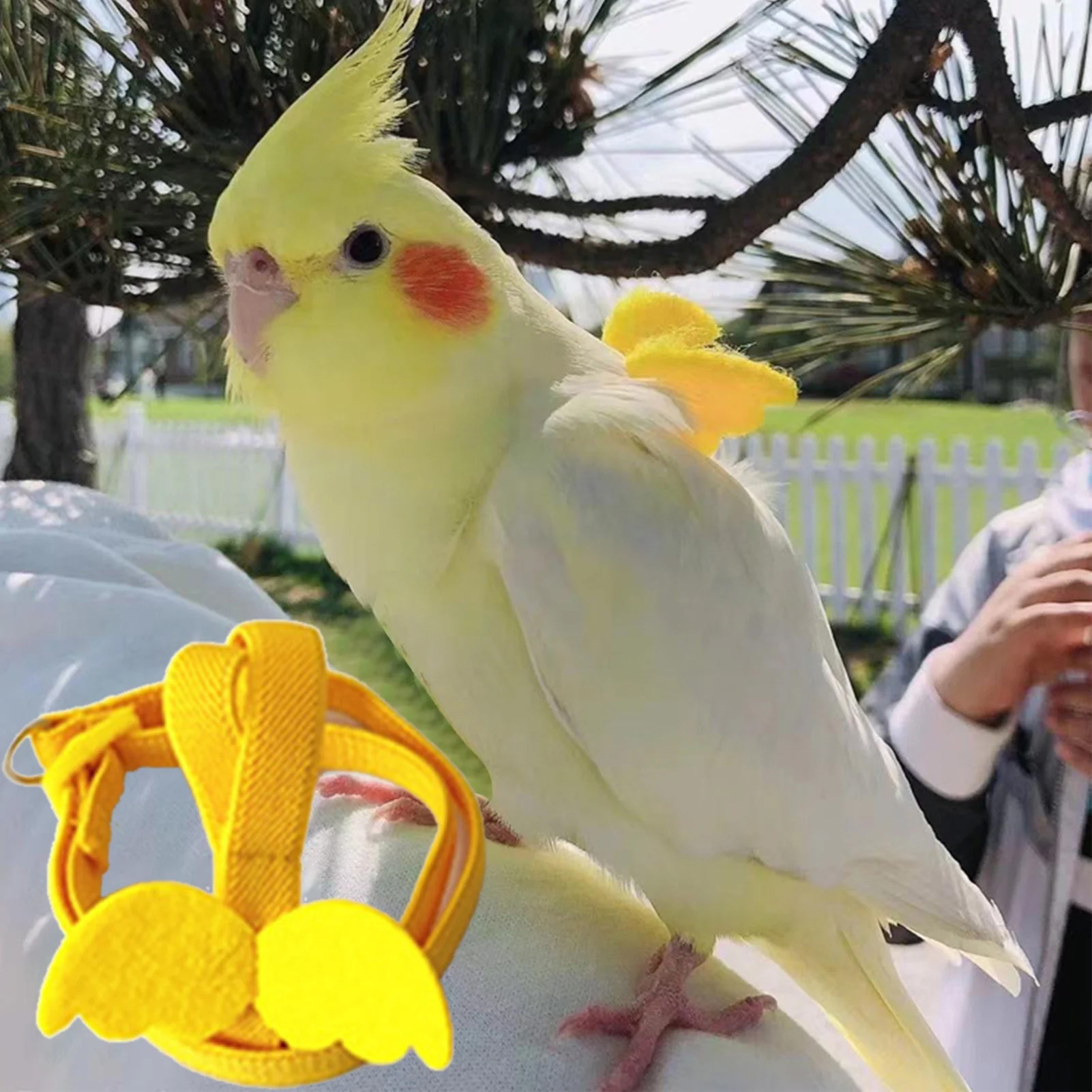 Oiseau Fournitures Soldes 11 Oiseau Fournitures Soldes -Oiseau Fournitures Soldes 2