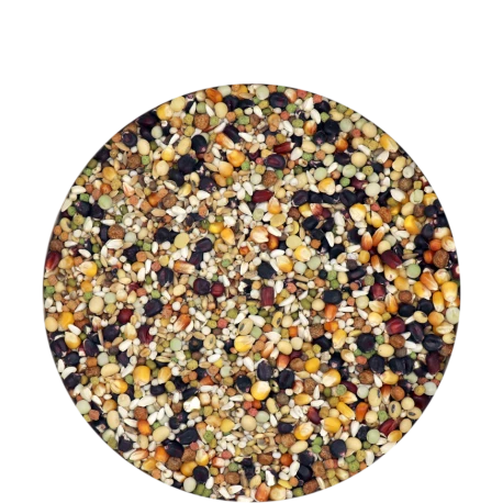 VERSELE-LAGA Champion IC+ Black Label 20kg 4 VERSELE-LAGA Champion IC+ Black Label 20kg – Image 2