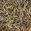 Vers De Farine Déshydratés 2kg -Oiseau Fournitures Soldes vers de farine deshydrates 2kg